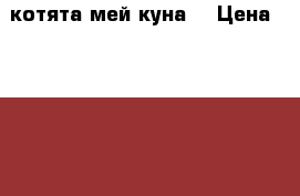 котята мей куна  › Цена ­ 5 000 - Тульская обл., Донской г. Животные и растения » Кошки   . Тульская обл.